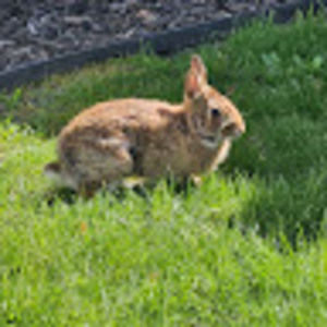 Meet your Posher, Vixen